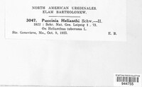 Puccinia helianthi image